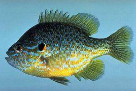 鱸形總目 鱸形總目