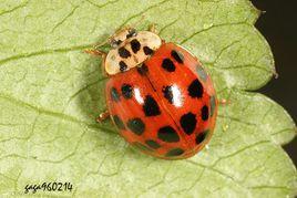 十九星瓢蟲 十九星瓢蟲