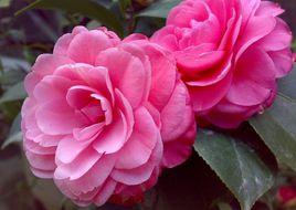 中國茶花節 中國茶花節