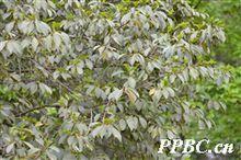 茶梨 Anneslea fragrans