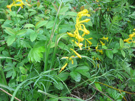 短腺黃堇 短腺黃堇