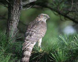 鴟嚇鵷鶵 鴟嚇鵷鶵