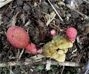 紅冬蛇菰（原變種）