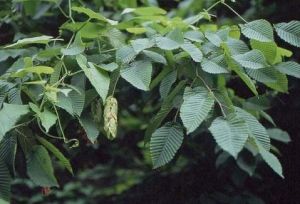 雷公鵝耳櫪（原變種）
