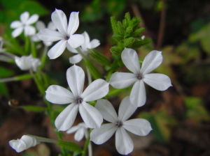 白花丹(原變種) 白花丹(原變種)