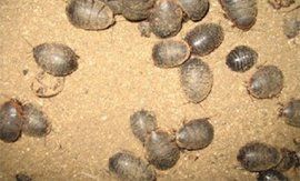 土元養殖 土元養殖