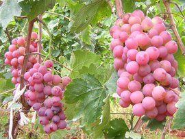 美國紅提 美國紅提