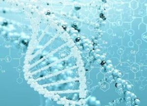 基因型群 基因型群