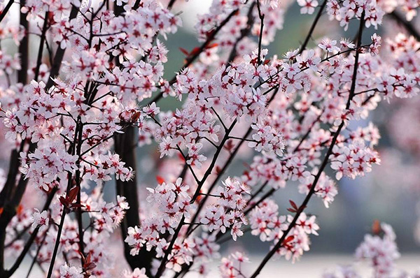 “桃李滿天下”這句話是怎么來的?