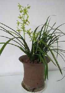 石蘭[水龍骨科植物]