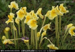 管狀長花馬先蒿