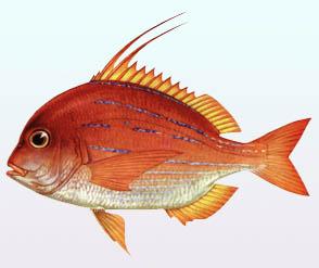 二長棘鯛 二長棘鯛