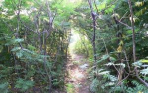 河口蓬萊公園 河口蓬萊公園