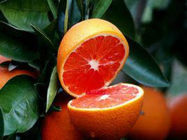 紅心臍橙 紅心臍橙