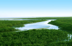 廣西山口紅樹林保護區 廣西山口紅樹林保護區