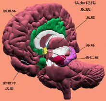 大腦的記憶系統