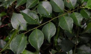 菱葉花椒 菱葉花椒