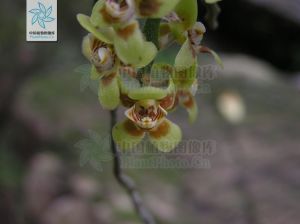 異唇蘭屬 異唇蘭屬