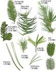 針葉 針葉