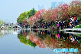 三峽大學桃花文化節 三峽大學桃花文化節