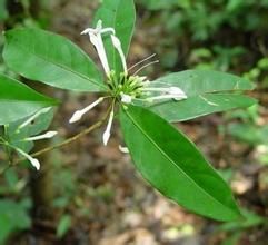三角瓣花 三角瓣花