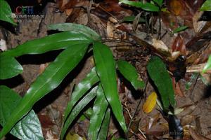 竹葉蕨屬 竹葉蕨屬