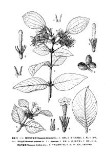 玉葉金花（原變型）