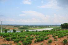 曹山現代農業示範區