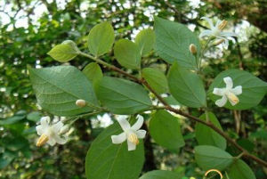 小果紫薇 小果紫薇