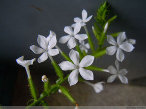翼梗五味子（原變種）