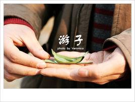 遊子[劉若英演唱歌曲]