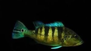 南美麗魚 南美麗魚