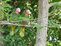 古巴亞馬遜鸚鵡指名亞種 古巴亞馬遜鸚鵡指名亞種