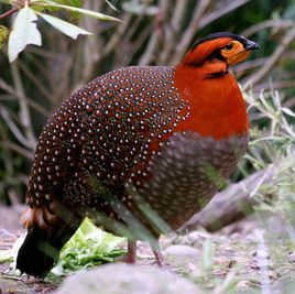 灰腹角雉 灰腹角雉