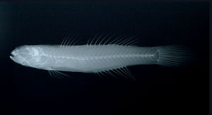 多須擬鰕虎 多須擬鰕虎