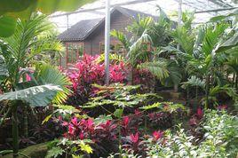 呀路古熱帶植物園 呀路古熱帶植物園