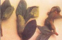 藥用植物杜鵑餅病 藥用植物杜鵑餅病