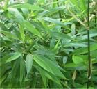 少花茶竿竹 少花茶竿竹