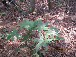 七指毛桃根 七指毛桃根