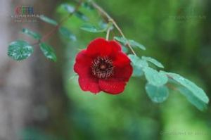 毛葉華西薔薇 毛葉華西薔薇