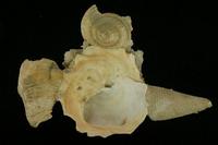 （圖）日本綴殼螺