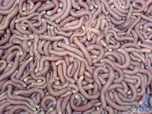 （圖）防城港的沙蟲