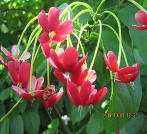 使君子屬 使君子屬