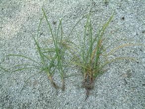 粗根莖莎草 粗根莖莎草