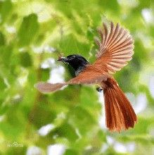 壽帶鳥滇西亞種