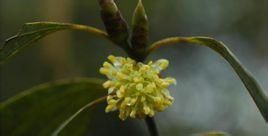 粉葉新木姜子 粉葉新木姜子