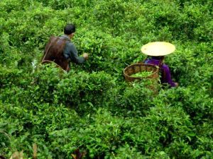 牛龍和各俄村 牛龍和各俄村