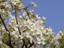 梨花[薔薇科梨屬植物]