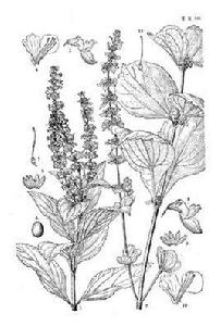 間斷香茶菜 間斷香茶菜