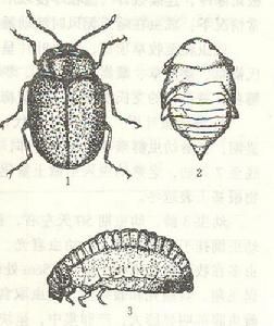 白茨粗角葉甲 白茨粗角葉甲